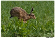 Brown Hare 2
